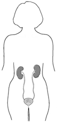 Drawing of a body showing the urinary tract: kidneys, ureters, bladder, and urethra.