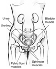 Anatomical drawing of the front view of the female urinary tract. Labels point to pelvic floor muscles, sphincter muscles, bladder muscle, urethra, and urine.