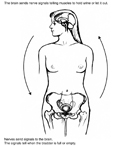 Diagram of female figure showing pelvic bone, bladder, and brain. Arrows outside the figure indicate the general direction of nerve signals from the brain to the bladder and from the bladder to the brain.