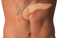 Photograph of torso with the pancreas and gallbladder.  The pancreas is irregular in appearance and extends to the left side of the abdomen. The gallbladder is above the pancreas and is the smaller of the two structures. The bile ducts are the tubes leading to the pancreas.	