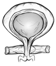 Anatomical drawing of a bladder. The bladder has strong pelvic floor muscles that keep urine from escaping.