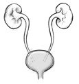 Front view diagram of urinary tract.