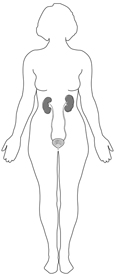 Diagram of the urinary tract shown within the outline of a female figure.