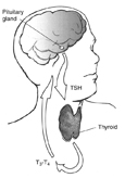 Drawing of the head and neck showing the thyroid and pituitary glands, and the flow of the hormones TSH, T3, and T4 between the two glands.