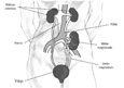 Un diagrama que muestra la localizacion de un rinon donado en la parte superior del abdomen. Las etiquetas senalan a los rinones, la arteria, la vena, el rinon transplantado, el ureter transplantado y la vejiga.