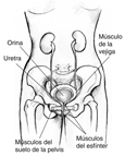 Ilustracion anatomica frontal del tracto urinario femenino, se delinea los musculos del suelo de la pelvis, musculos del enfinter, musculo de la vejiga, la uretra y la orino.