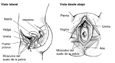 Dos ilustraciones anatomicas del tracto urinario femenino.