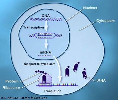 Through the processes of transcription and translation, information from genes is used to make proteins.