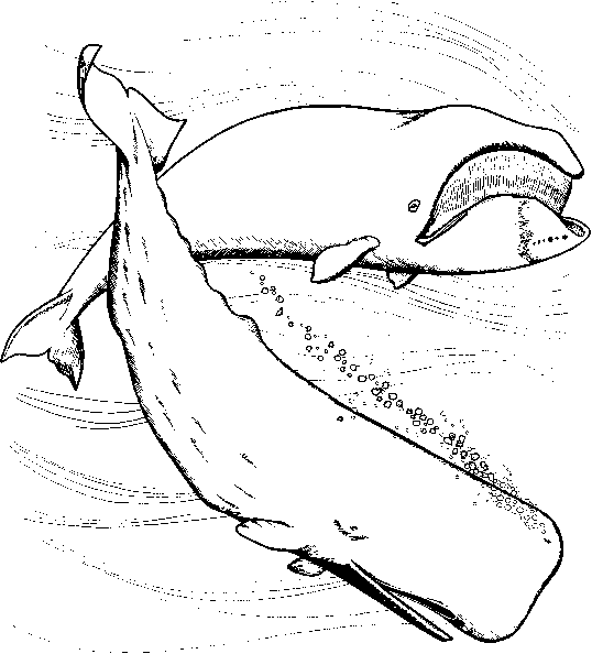 coloring picture of a whale