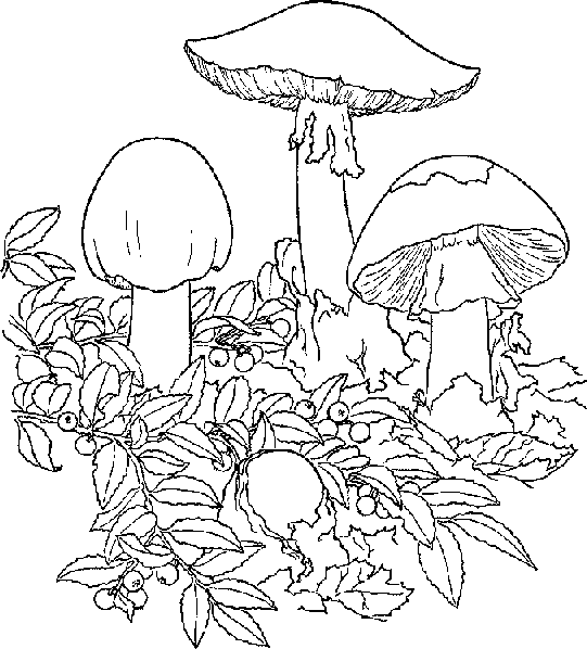 mushroom coloring picture