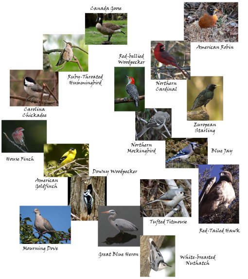 Cover page showing bird friends of NIEHS