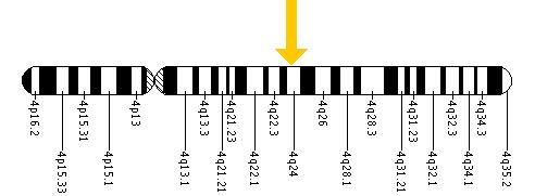 The MTTP gene is located on the long (q) arm of chromosome 4 at position 24.