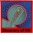 link to Discovery of HIV story