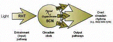 Functional components of the internal timekeeping system responsible 