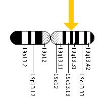The APOE gene is located on the long (q) arm of chromosome 19 at position 13.2.
