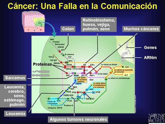 Cáncer: Una Falla en la Comunicación