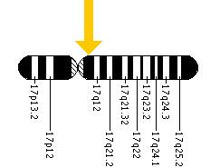 The NF1 gene is located on the long (q) arm of chromosome 17 at position 11.2.