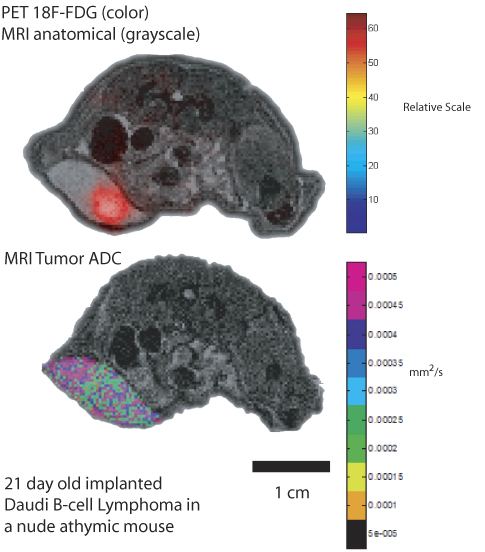 Combined PET/MRi image showing a lymphoma tumor in a mouse's groin area.