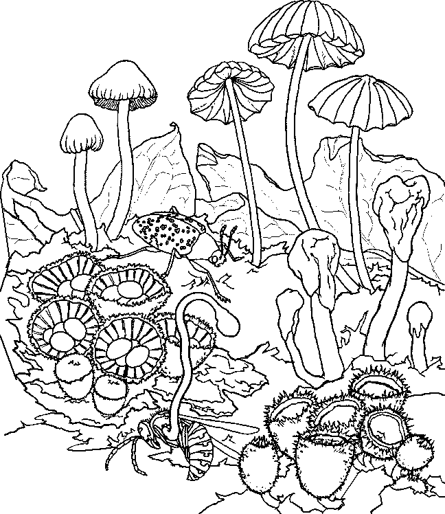 another mushroom coloring picture