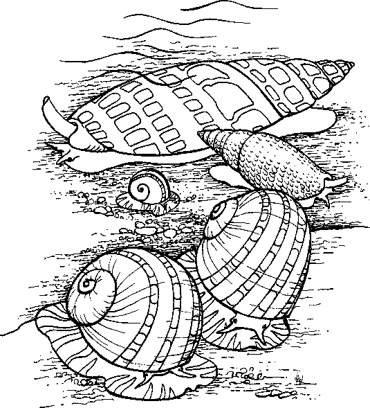 coloring picture of sea shells