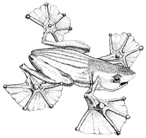 A drawing of a Wallace’s Flying Frog (Rhacophorus nigropalmatus) by Christian Abnet.