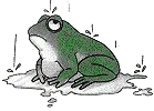 A frog in the rain
