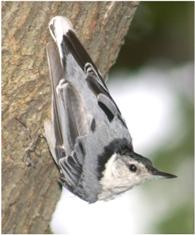 Nuthatch