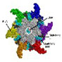 A tiny motor, called pRNA, is composed of six identical RNA molecules arranged in a ring