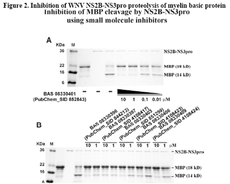 Inhibitors of the NS2B-NS3 Proteinase of West Nile Virus : bioassay image