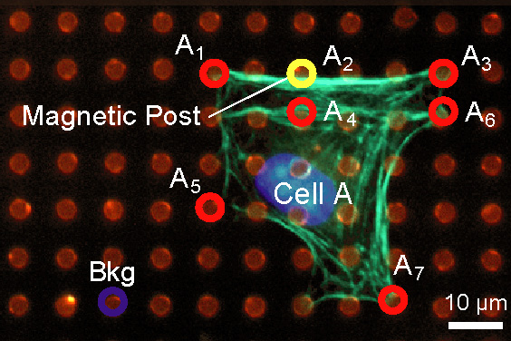 Image of 3T3 fibroblast cell on a nanoscale array of microposts.