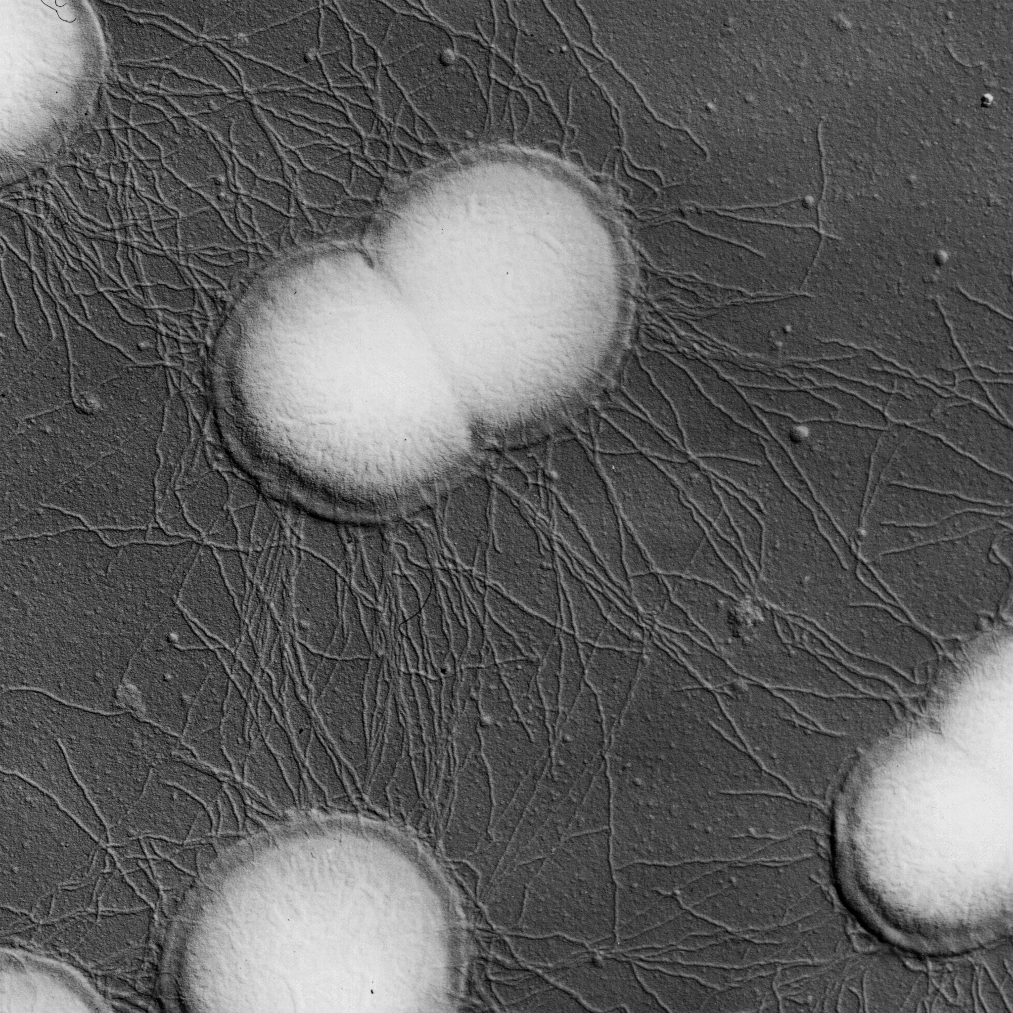 Scanning electron micrograph of type IV pilus filaments on Neisseria gonorrhoeae.