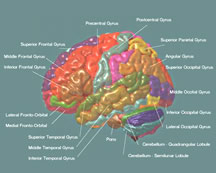 Graphic image of a human brain mapped and colored into different sections.