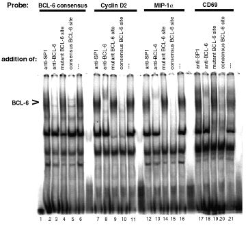 BCL-6 DNA Binding