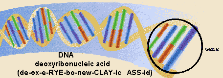 Chemical Chain called DNA