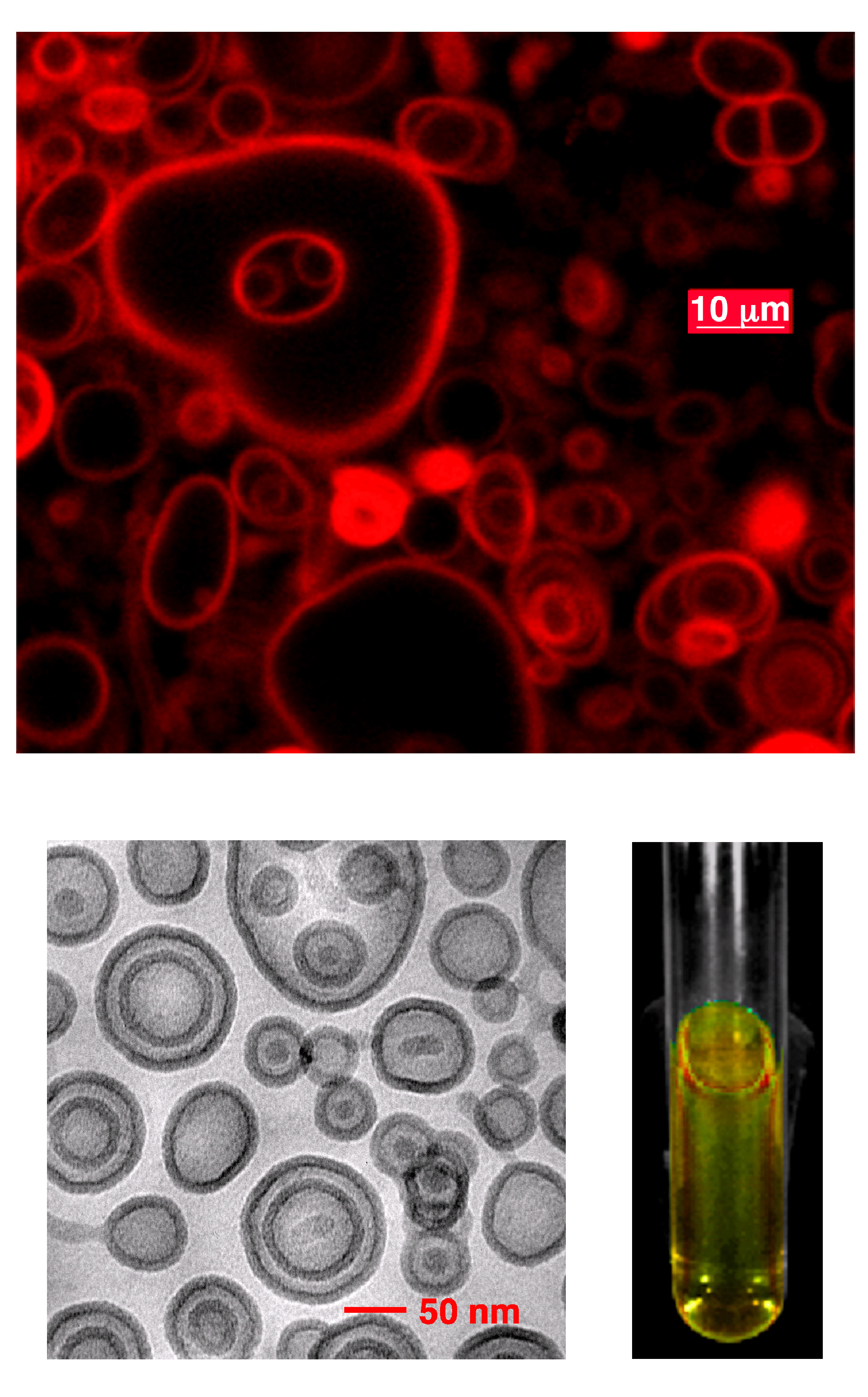 Image of fluorescent near-infrared-emissive polymersomes.