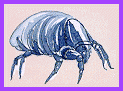 Dust mite