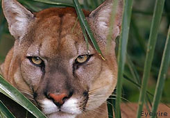 Photo of a Florida panther