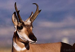 Photo of a pronghorn