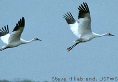Photo of a whooping crane