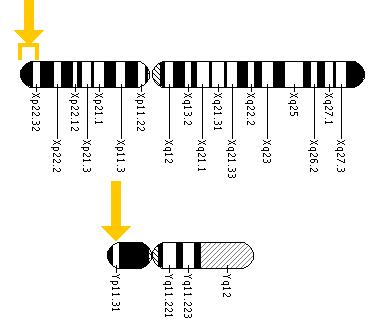 The SHOX gene is located on the short (p) arm of the X chromosome between the end (terminus) of the arm and position 22.32 and on the short (p) arm of the Y chromosome at position 11.3.