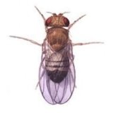 insects picture