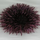 echinoderms picture