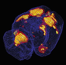 Una nueva bomba implantable que libera marcadores moleculares permite a los científicos obtener imágenes del cerebro de animales en movimiento, revelando de ese modo las regiones activadas del cerebro en respuesta a tareas específicas. Se muestra aquí en rojo y amarillo las regiones activadas de la corteza, subcorteza y la línea media del cerebelo de una rata que está caminando en una cinta. 