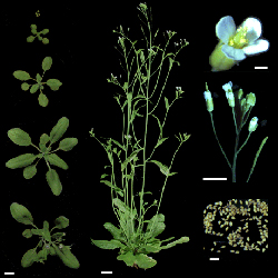 Arabidopsis thaliana: Left, Vegetative stage, before flowering and growth of the floral stalk. Center: An adult plant at full flowering/seed set. Right: Flower, floral stem and seeds. White bars=1 cm, except for single flower/seeds=1 mm. ©INRA 2003