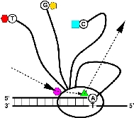 nanotechnology: Medusa(TM) Sequencer