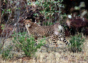 A cheetah alongside the road at Mochudi, Botswana, June 29, 2003. [&#169; AP Images]