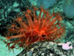 gorgons-head coral