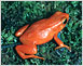 Red frog