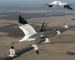 whooping cranes