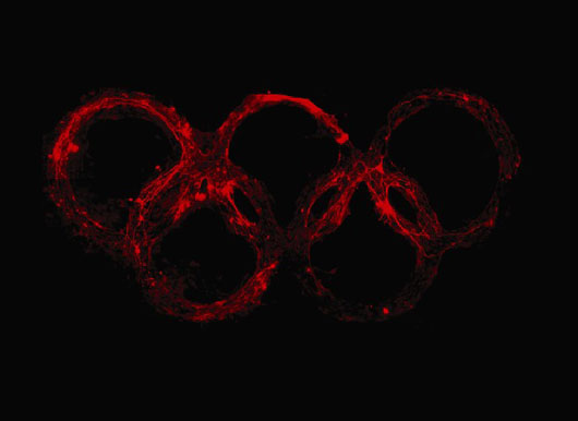 Nerve cells grow on a bioengineered scaffolding that creates a ring-shaped pattern.